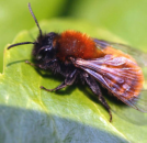Wildbienen Oase Samenmischung